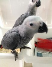 HAND-REARED EXTREMELY TAME BABY AFRICAN GREY PARROT $ 700
