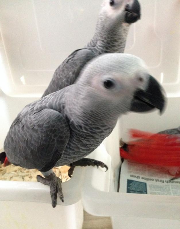 HAND-REARED EXTREMELY TAME BABY AFRICAN GREY PARROT $ 700 Image eClassifieds4u