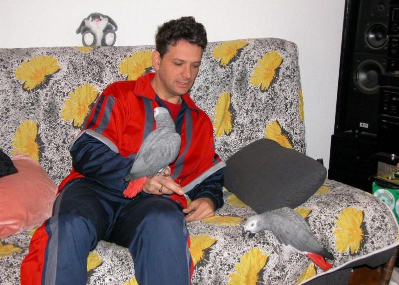 HAND-REARED EXTREMELY TAME BABY AFRICAN GREY PARROT $ 700 Image eClassifieds4u