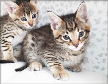 (F2,F3,F4) Savannah Kittens Available text or call at 910 888 0581 Image eClassifieds4u 1