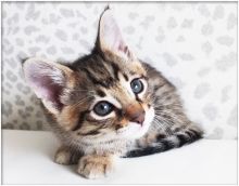 (F2,F3,F4) Savannah Kittens Available text or call at 910 888 0581 Image eClassifieds4u 2