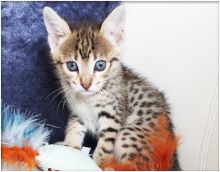 (F2,F3,F4) Savannah Kittens Available text or call at 910 888 0581 Image eClassifieds4u 3