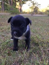 Boxer Shepherd Mix Puppies