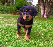 Championt Blood Line Pure Bred Rottweiler Puppies $ 500