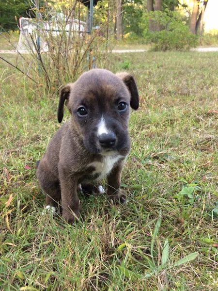 Boxer Shepherd Mix Puppies Image eClassifieds4u