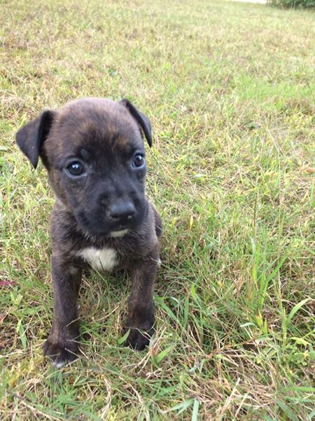 Boxer Shepherd Mix Puppies Image eClassifieds4u