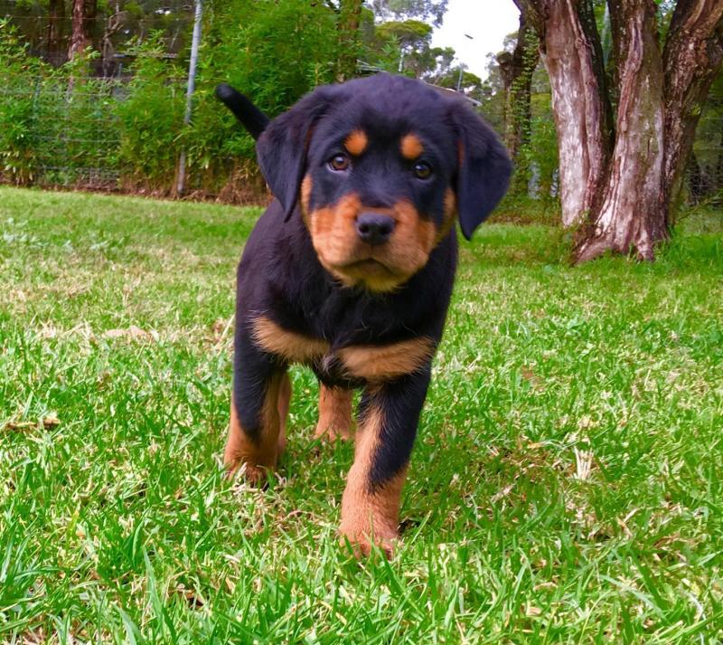 Championt Blood Line Pure Bred Rottweiler Puppies $ 500 Image eClassifieds4u
