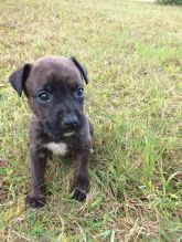 Boxer Shepherd Mix Puppies Image eClassifieds4u 4