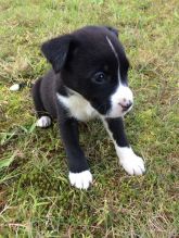Boxer Shepherd Mix Puppies Image eClassifieds4u 2