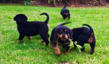 Championt Blood Line Pure Bred Rottweiler Puppies $ 500 Image eClassifieds4u 2