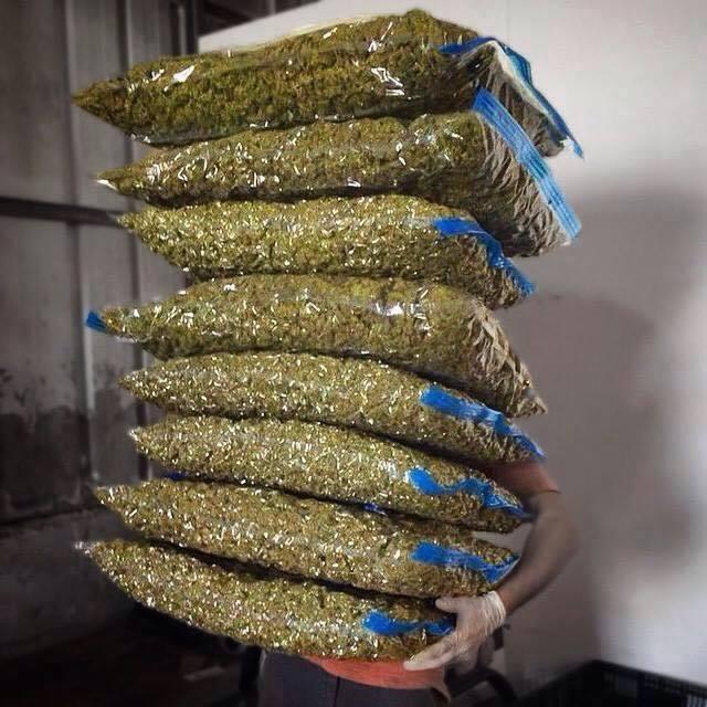 high quality marijuana weeds, Image eClassifieds4u