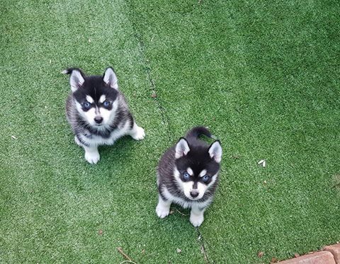 Pedigree Pomsky Puppies Ready For A Forever Home Image eClassifieds4u