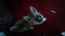 Puppy for sale to loving family
