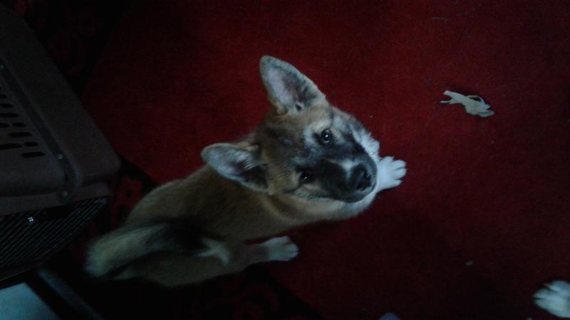 Puppy for sale to loving family Image eClassifieds4u