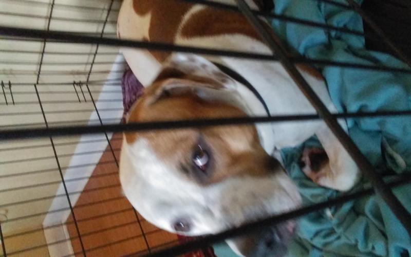 Big Beauty Cashus Money Bully Up for Stud! Image eClassifieds4u