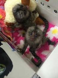 Gorgeous Finger Marmoset Monkey's 4 adoption text/call(832) 940-7995 Image eClassifieds4u