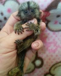 Gorgeous Finger Marmoset Monkey's 4 adoption text/call(832) 940-7995 Image eClassifieds4u