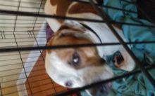 Big Beauty Cashus Money Bully Up for Stud! Image eClassifieds4U