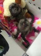 Gorgeous Finger Marmoset Monkey's 4 adoption text/call(832) 940-7995 Image eClassifieds4u 2
