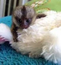 Gorgeous Finger Marmoset Monkey's 4 adoption text/call(832) 940-7995 Image eClassifieds4u 3