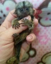 Gorgeous Finger Marmoset Monkey's 4 adoption text/call(832) 940-7995 Image eClassifieds4u 1