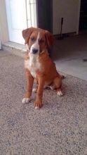 puppy Bernese mountain dog mix