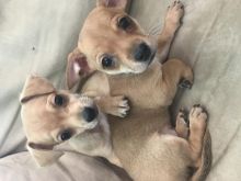 Chihuahua puppies