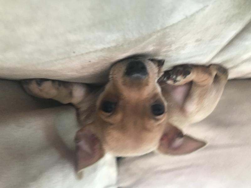 Chihuahua puppies Image eClassifieds4u