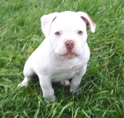 100% Pure American Bulldog puppies! Image eClassifieds4u