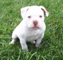 100% Pure American Bulldog puppies! Image eClassifieds4u 1