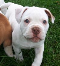 100% Pure American Bulldog puppies! Image eClassifieds4u 2