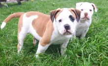 100% Pure American Bulldog puppies! Image eClassifieds4u 3