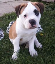 100% Pure American Bulldog puppies! Image eClassifieds4u 4
