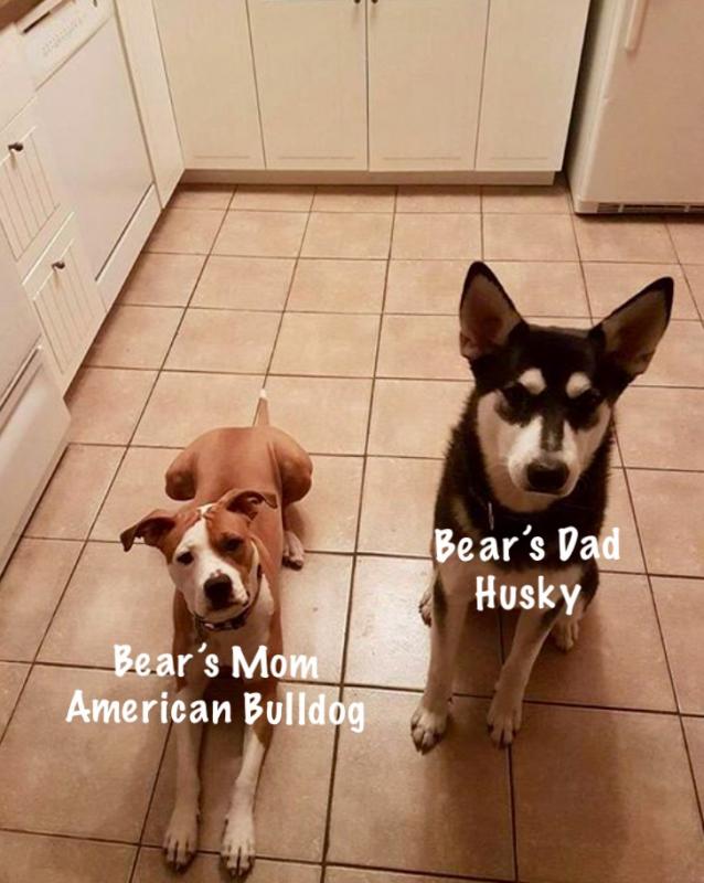 3.5 Month Husky / American Bulldog X. Image eClassifieds4u