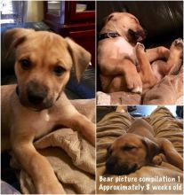 3.5 Month Husky / American Bulldog X. Image eClassifieds4u 2