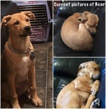 3.5 Month Husky / American Bulldog X. Image eClassifieds4u 4