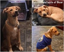 3.5 Month Husky / American Bulldog X. Image eClassifieds4u 1