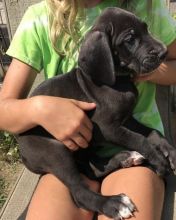 Energetic Great Dane Puppies Ready For Adoption