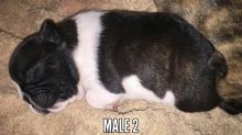 French bulldog puppies