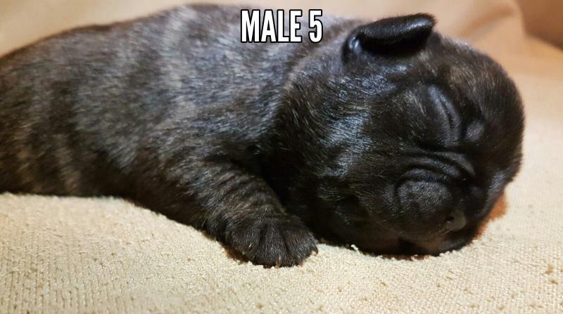 French bulldog puppies Image eClassifieds4u