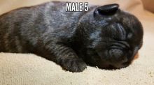 French bulldog puppies Image eClassifieds4u 2