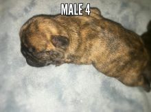 French bulldog puppies Image eClassifieds4u 3