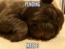 French bulldog puppies Image eClassifieds4u 4