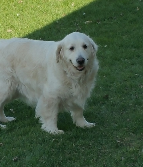 ENGLISH GOLDEN RETRIEVER Image eClassifieds4u