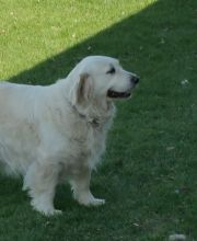 ENGLISH GOLDEN RETRIEVER Image eClassifieds4u 4