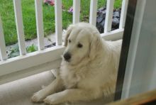 ENGLISH GOLDEN RETRIEVER Image eClassifieds4u 3