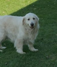 ENGLISH GOLDEN RETRIEVER Image eClassifieds4u 2