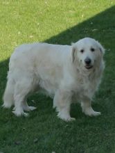 ENGLISH GOLDEN RETRIEVER Image eClassifieds4u 1