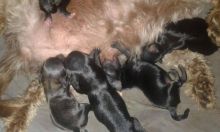 Puppies for sale Image eClassifieds4U