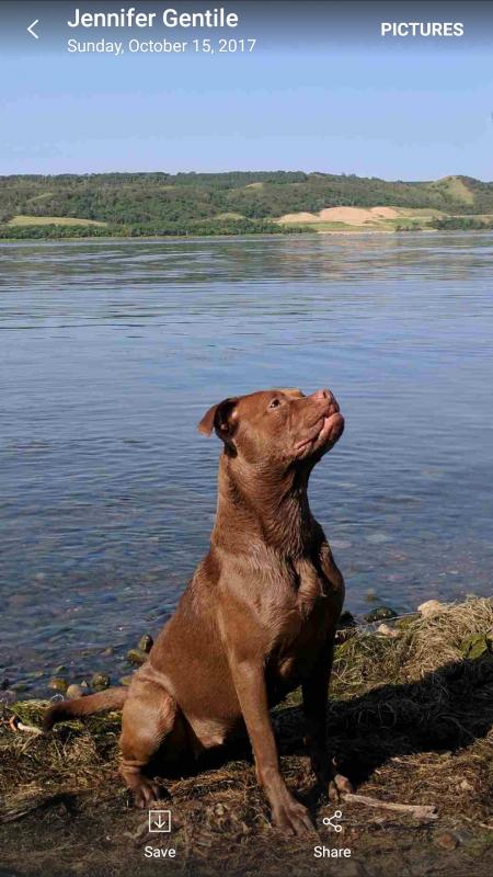 pitbull puppies for sale Image eClassifieds4u